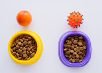 top view of rubber toys near bowls with pet food on white